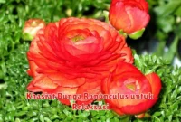 Khasiat Bunga Ranunculus untuk Relaksasi