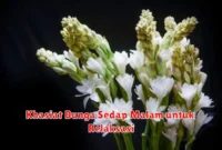 Khasiat Bunga Sedap Malam untuk Relaksasi