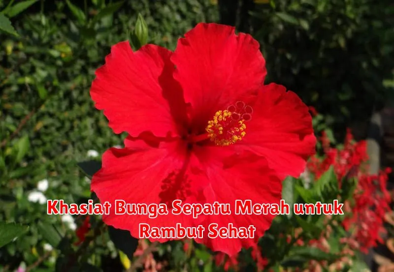 Khasiat Bunga Sepatu Merah untuk Rambut Sehat