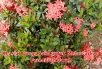 Khasiat Bunga Soka untuk Melancarkan Peredaran Darah