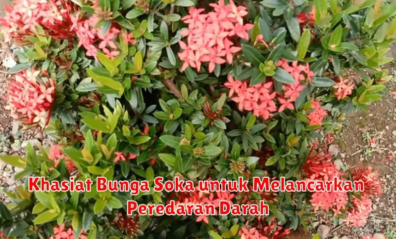 Khasiat Bunga Soka untuk Melancarkan Peredaran Darah