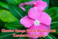 Khasiat Bunga Tapak Dara untuk Kesehatan Jantung