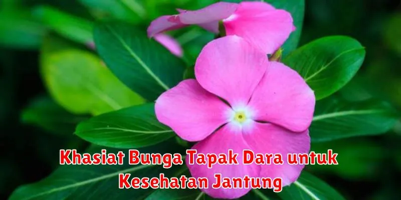 Khasiat Bunga Tapak Dara untuk Kesehatan Jantung
