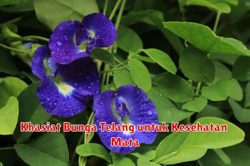 Khasiat Bunga Telang untuk Kesehatan Mata