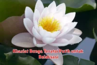 Khasiat Bunga Teratai Putih untuk Relaksasi