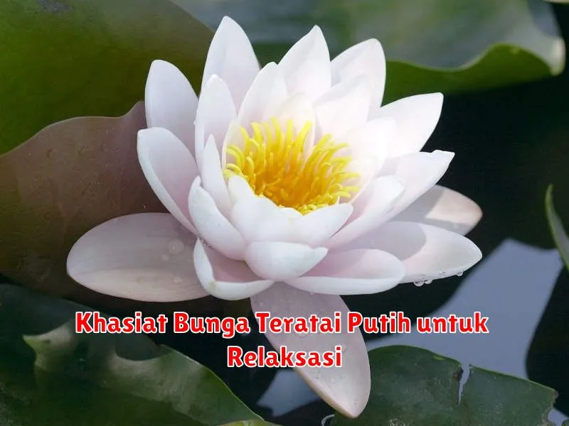 Khasiat Bunga Teratai Putih untuk Relaksasi
