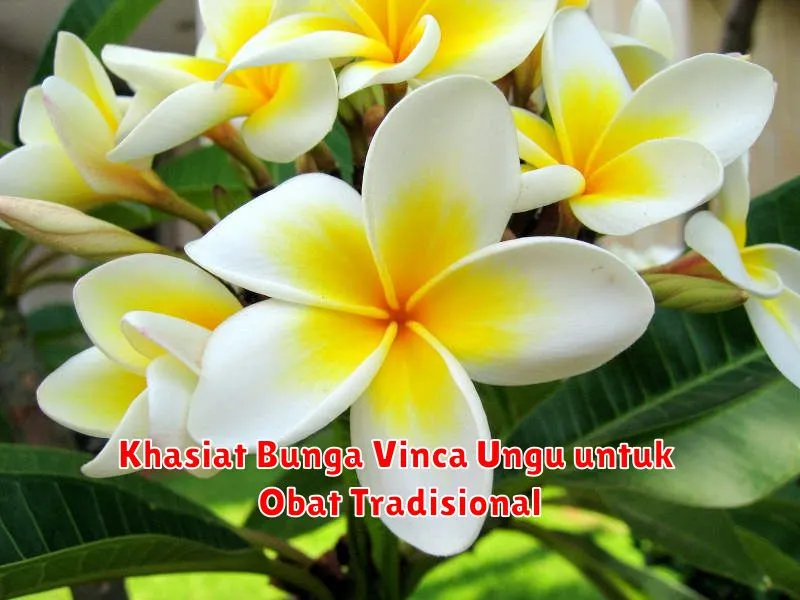 Khasiat Bunga Vinca Ungu untuk Obat Tradisional