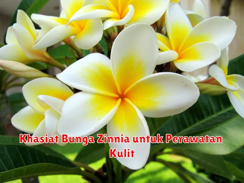 Khasiat Bunga Zinnia untuk Perawatan Kulit