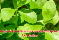 Khasiat Daun Beluntas untuk Mengatasi Bau Badan