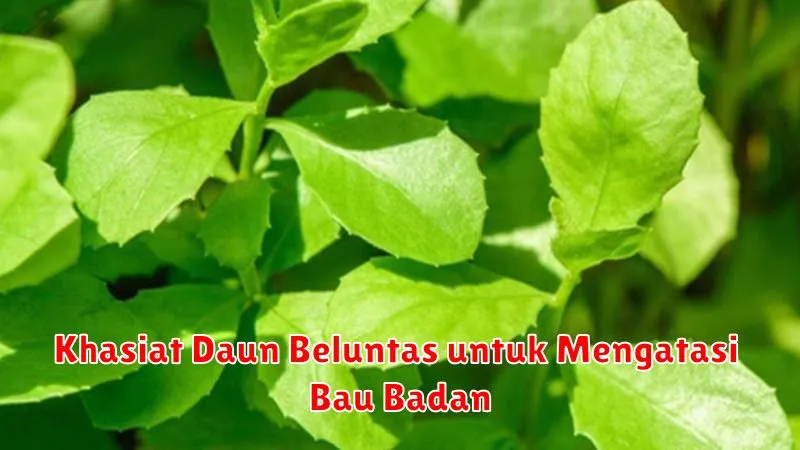 Khasiat Daun Beluntas untuk Mengatasi Bau Badan