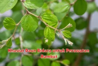 Khasiat Daun Bidara untuk Perawatan Rambut