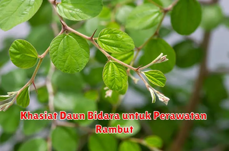 Khasiat Daun Bidara untuk Perawatan Rambut