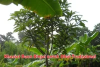 Khasiat Daun Binjai untuk Obat Tradisional