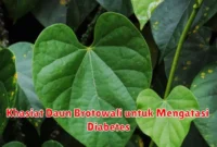 Khasiat Daun Brotowali untuk Mengatasi Diabetes
