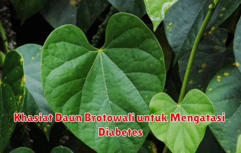 Khasiat Daun Brotowali untuk Mengatasi Diabetes