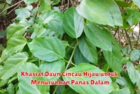 Khasiat Daun Cincau Hijau untuk Menurunkan Panas Dalam