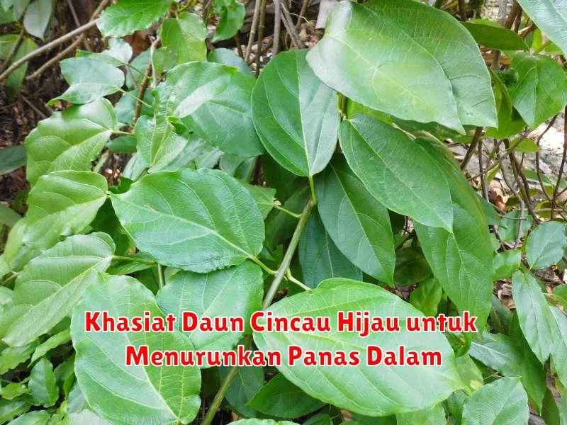 Khasiat Daun Cincau Hijau untuk Menurunkan Panas Dalam