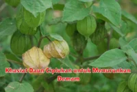 Khasiat Daun Ciplukan untuk Menurunkan Demam