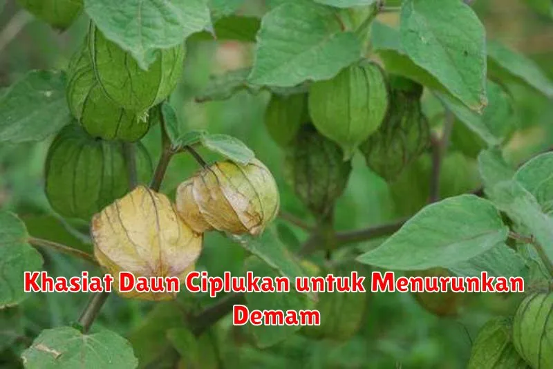 Khasiat Daun Ciplukan untuk Menurunkan Demam