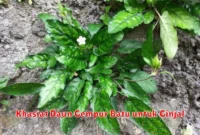 Khasiat Daun Gempur Batu untuk Ginjal