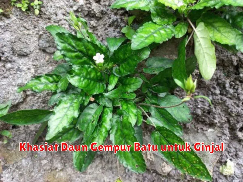 Khasiat Daun Gempur Batu untuk Ginjal