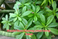 Khasiat Daun Ginseng untuk Energi Tubuh