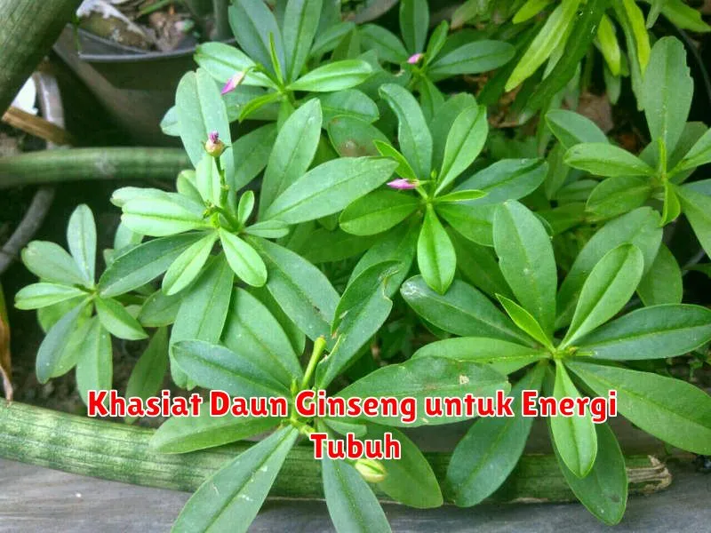 Khasiat Daun Ginseng untuk Energi Tubuh