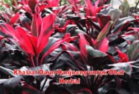 Khasiat Daun Hanjuang untuk Obat Herbal