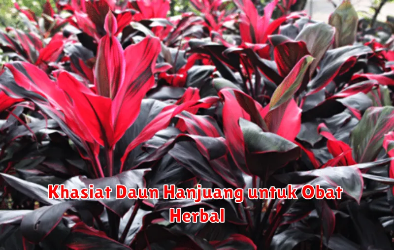 Khasiat Daun Hanjuang untuk Obat Herbal