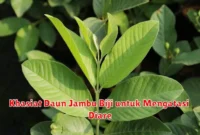 Khasiat Daun Jambu Biji untuk Mengatasi Diare