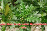 Khasiat Daun Jeruju untuk Menyembuhkan Luka