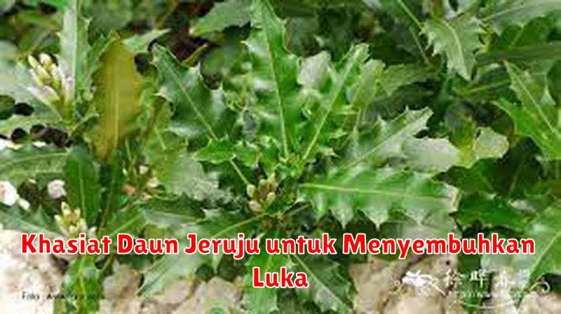 Khasiat Daun Jeruju untuk Menyembuhkan Luka