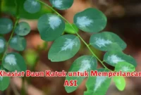 Khasiat Daun Katuk untuk Memperlancar ASI