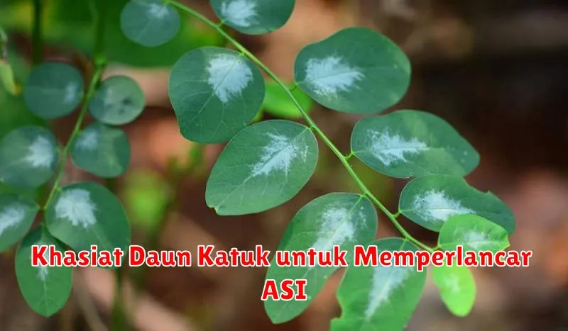 Khasiat Daun Katuk untuk Memperlancar ASI