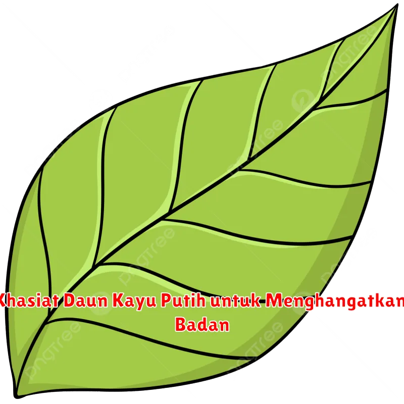 Khasiat Daun Kayu Putih untuk Menghangatkan Badan