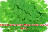 Khasiat Daun Kelor Muda untuk Tulang Sehat