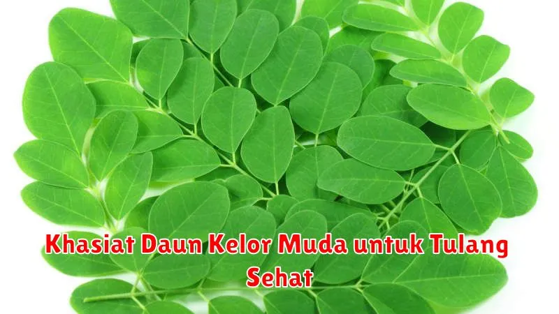 Khasiat Daun Kelor Muda untuk Tulang Sehat