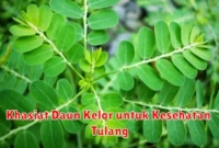 Khasiat Daun Kelor untuk Kesehatan Tulang