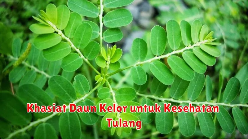 Khasiat Daun Kelor untuk Kesehatan Tulang