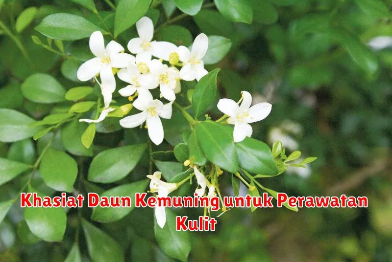 Khasiat Daun Kemuning untuk Perawatan Kulit