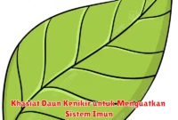 Khasiat Daun Kenikir untuk Menguatkan Sistem Imun