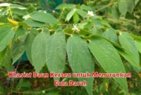 Khasiat Daun Kersen untuk Menurunkan Gula Darah