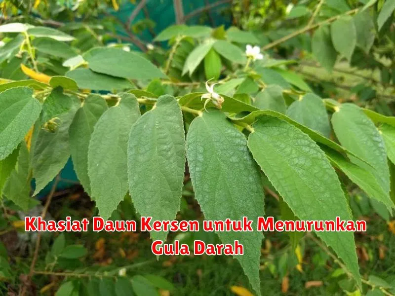 Khasiat Daun Kersen untuk Menurunkan Gula Darah