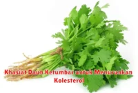 Khasiat Daun Ketumbar untuk Menurunkan Kolesterol