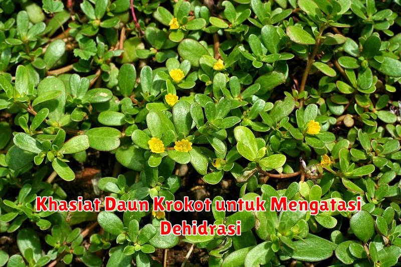 Khasiat Daun Krokot untuk Mengatasi Dehidrasi