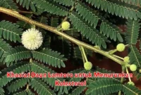 Khasiat Daun Lamtoro untuk Menurunkan Kolesterol