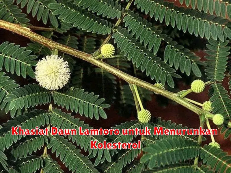 Khasiat Daun Lamtoro untuk Menurunkan Kolesterol