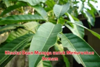 Khasiat Daun Mangga untuk Menurunkan Demam