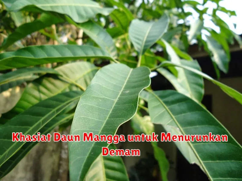 Khasiat Daun Mangga untuk Menurunkan Demam