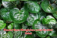 Khasiat Daun Mangkokan untuk Rambut Sehat